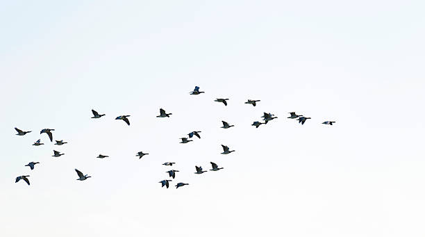 istock Geese flying in the sky in winter 474465863
