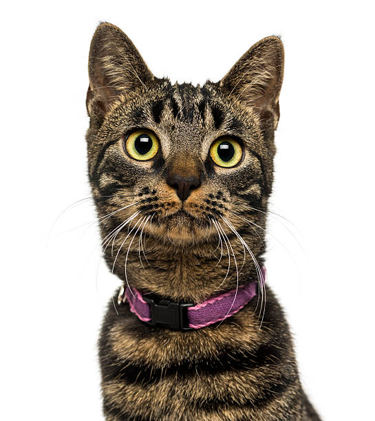 istock Close-up of an American Polydactyl wearing a collar 474466779