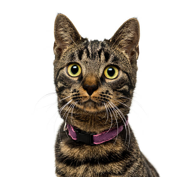 istock Close-up of an American Polydactyl wearing a collar 474467103