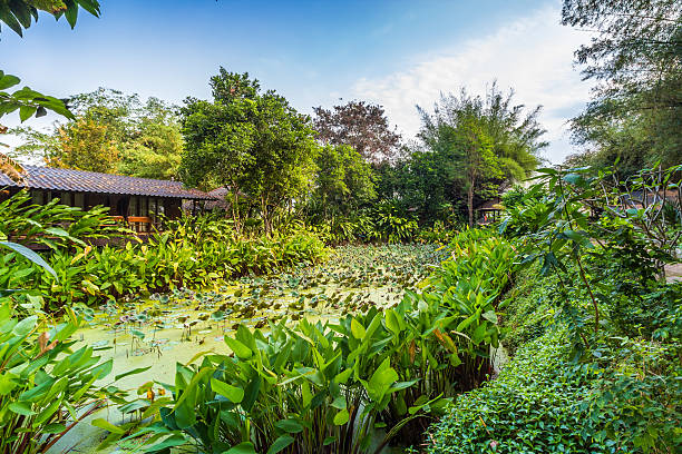 istock Lotus pond around with green tree and small hut 474467786