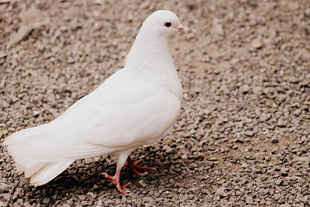istock Close up of White Dove 474467976