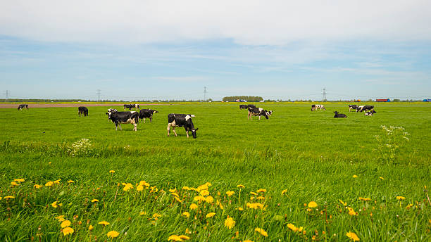 istock Herd of grazing cows in a meadow in spring 474468018