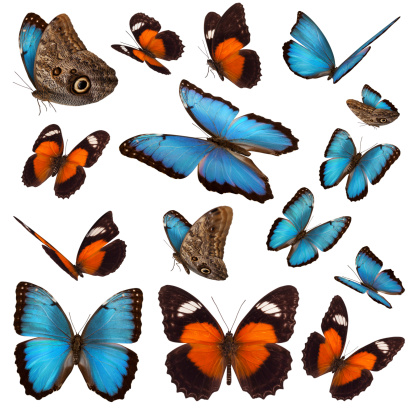Colección de mariposas photo