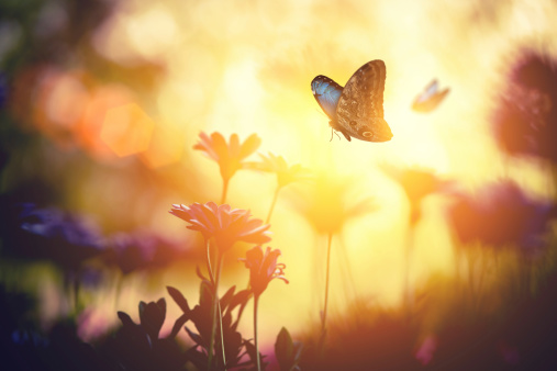 Monarch Butterflies in a field of wildflowers with Setting Sun.