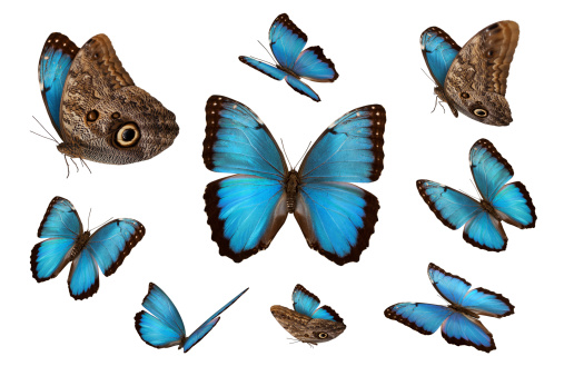 Blue Morpho Butterflies isolated on a white background.