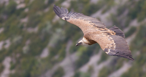 The flight of a Griffon vulture (Gyps fulvus) inside Verdon canyon