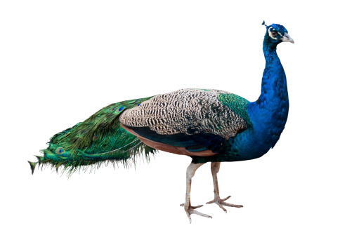 Side view of Male Peafowl 