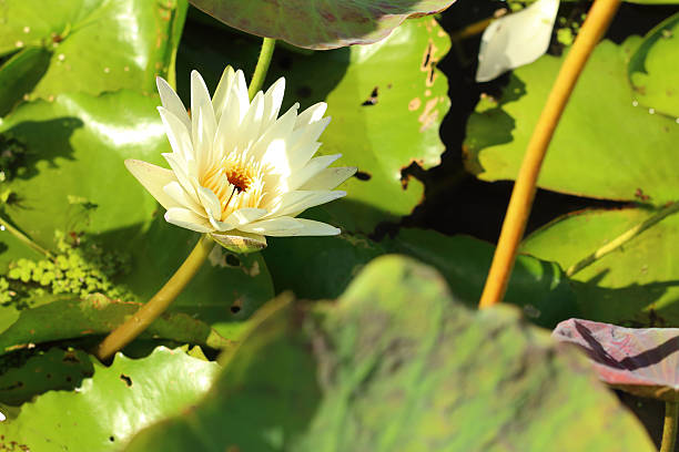 istock beautiful lotus plant in the water 474469072