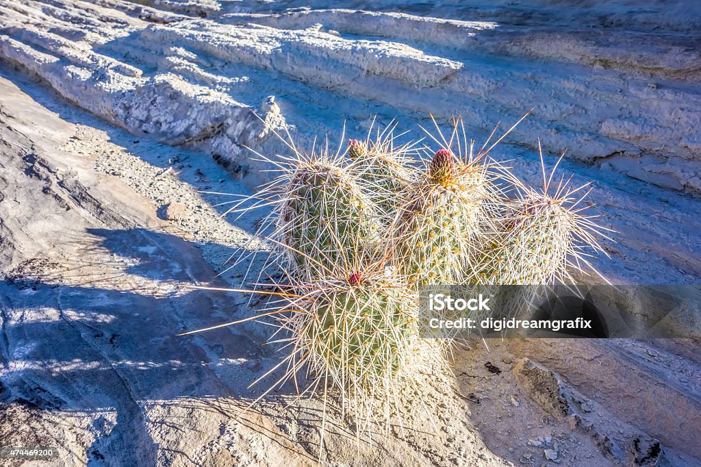 blooming cactus in arizona desert 2015 Stock Photo