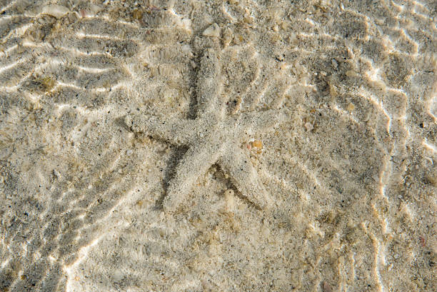 istock ripple water wave in sea ocean and seastar 474469630