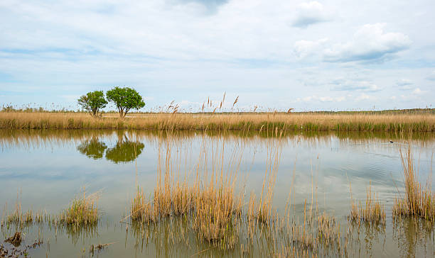 istock Trees on the shore of a river in spring 474470246