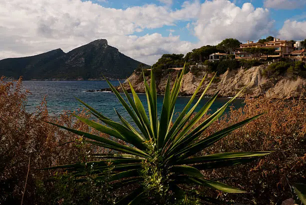 Landscape image of agave plant in Sant Elm at westcoast of Majorca with Dragonera island in background. November 2014