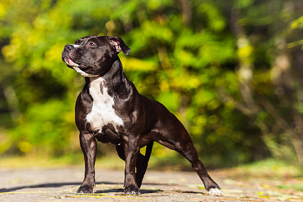 istock American Staffordshire Terrier 474470520