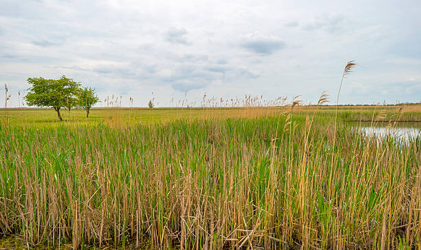 istock Trees on the shore of a river in spring 474470920