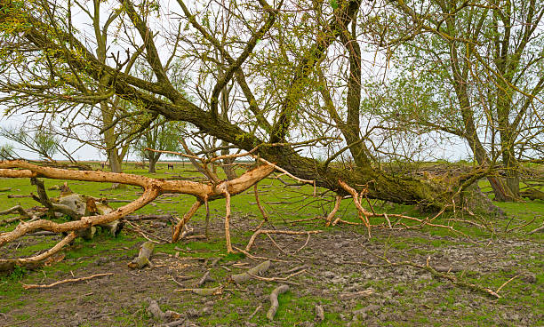 istock Konik horses in nature in spring 474471098