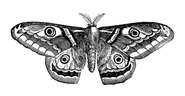 античный иллюстрация saturnia pyri (гигантский павлин моль) - saturn moth stock illustrations