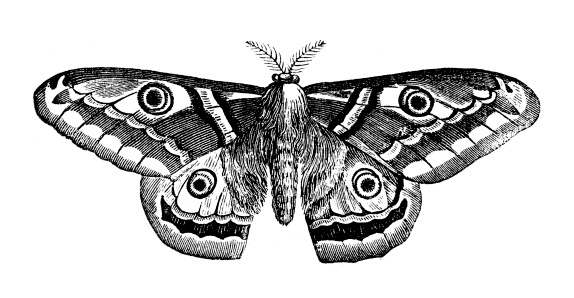 Antique illustration of Saturnia pyri (Giant Peacock Moth)
