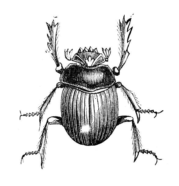 istock Antique illustration of Scarabaeus sacer 474471231