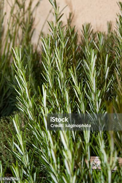 Rosemary Stock Photo - Download Image Now - 2015, Agriculture, Art And Craft