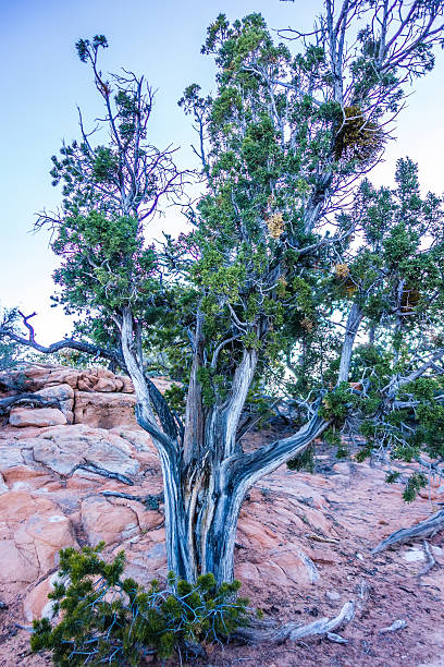istock An ancient gnarled juniper tree near Navajo Monument park  utah 474471546