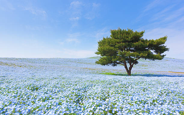 Mountain, Tree and Nemophila in Japan Mountain, Tree and Nemophila at Hitachi Seaside Park in spring with blue sky at Ibaraki, Japan ibaraki prefecture stock pictures, royalty-free photos & images