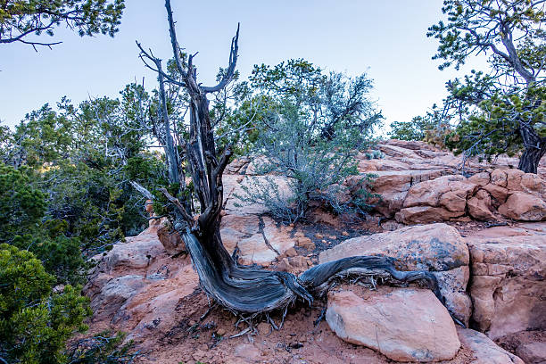 istock An ancient gnarled juniper tree near Navajo Monument park  utah 474472176