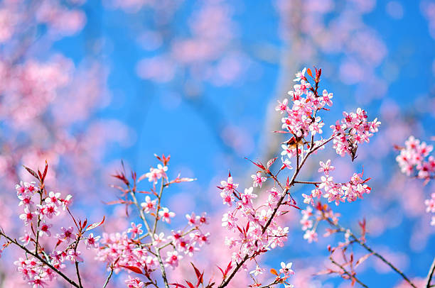 istock sakura blooming in Thailand 474473289