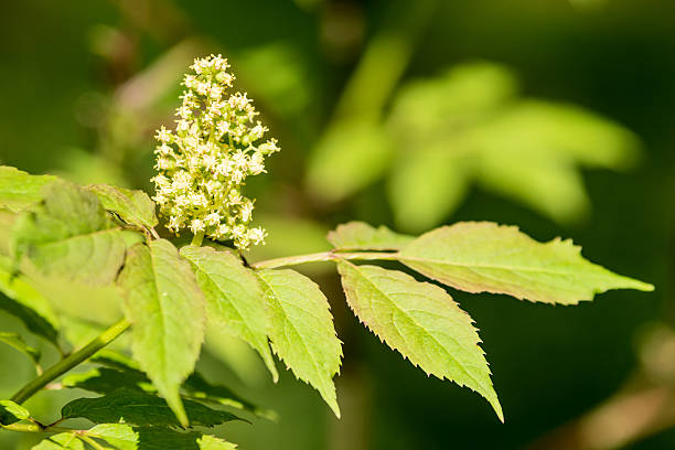 Sambucus racemosa Red elderberry (Sambucus racemosa) in bloom with white flowers and green leaves. It is also known as red-berried elderberry. Natural light. sambucus racemosa stock pictures, royalty-free photos & images