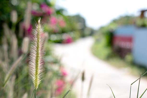 istock grass flower on the side road, blurred style 474475344