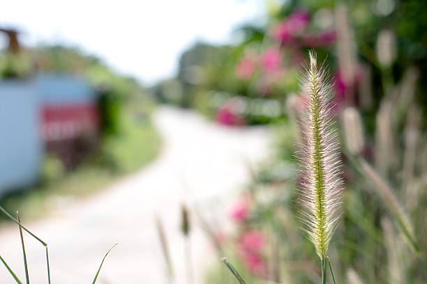 istock grass flower on the side road,  blurred style 474475356