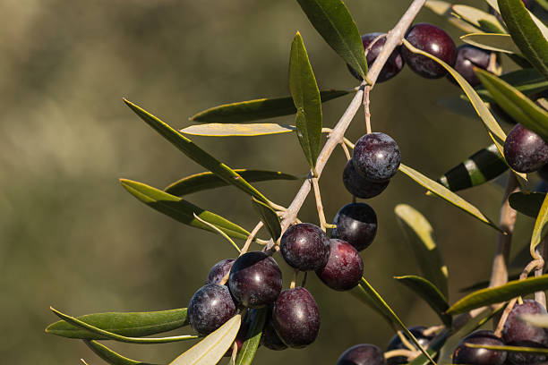 istock close up of ripe black olives 474475910
