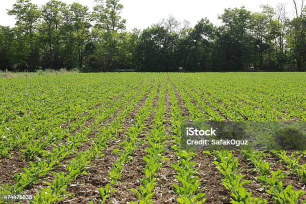 Foto de Beterraba Sacarina e mais fotos de stock de Beterraba Sacarina - Beterraba Sacarina, Campo, 2015