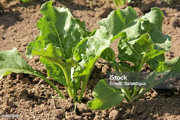 Foto de Beterraba Sacarina e mais fotos de stock de Agricultura - Agricultura, Beterraba Sacarina, 2015