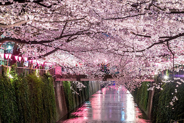 rivière meguro sakura festival - rivière meguro photos et images de collection