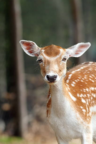 porträt eines damhirsch hind - fallow deer fawn deer fallow field stock-fotos und bilder