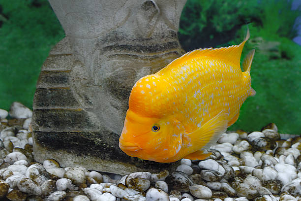 hermoso acuario peces amphilophus citrinellus - artex fotografías e imágenes de stock