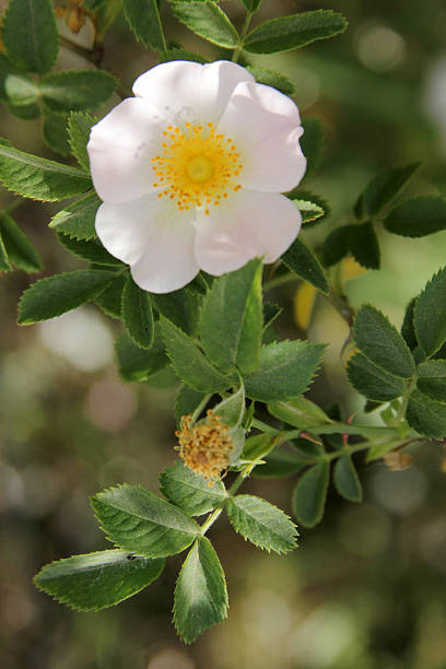 wild rose - rose petals temperate flower scenics prickly rose photos et images de collection