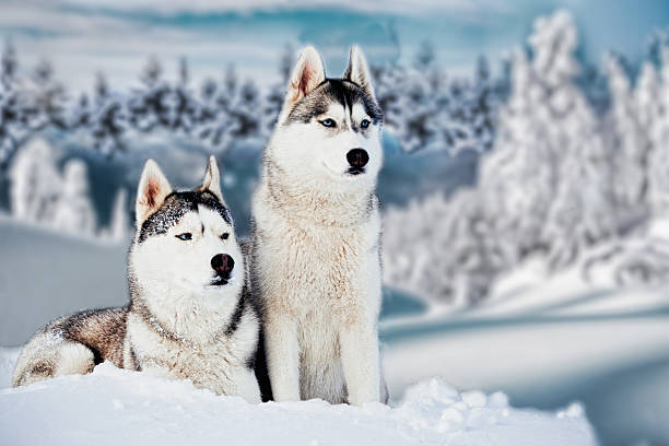 istock Siberian Husky in winter mountains 474478614