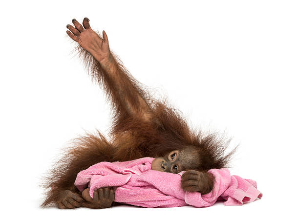 Young Bornean orangutan lying, cuddling a pink towel, Pongo pygmaeus