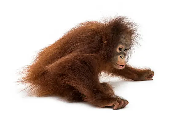 Young Bornean orangutan sitting down, Pongo pygmaeus, 18 months old, isolated on white