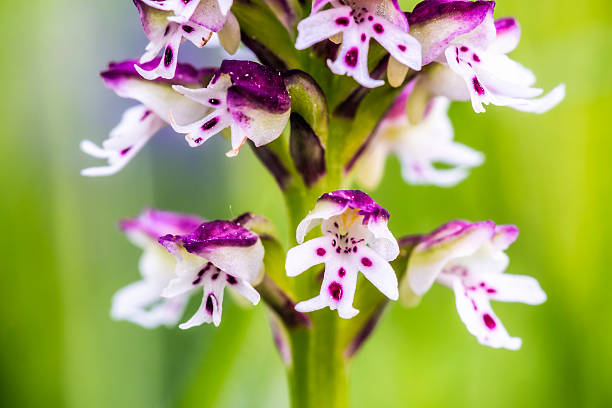 istock Wild Burnt Orchid 474479428