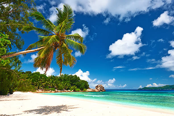 istock Beautiful beach with palm tree at Seychelles 474479512