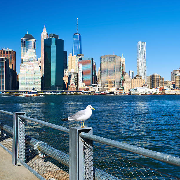 istock Seagull with Manhattan in background. Focus on the bird. 474480144