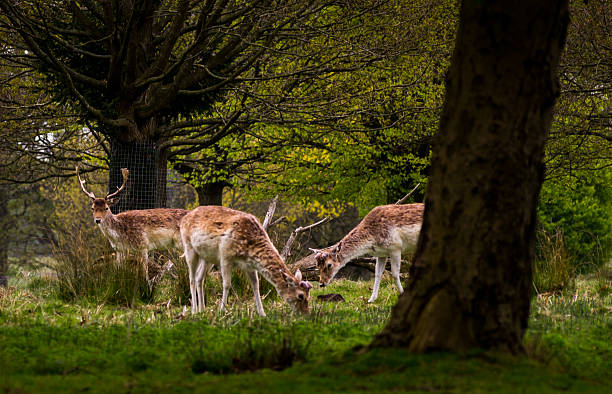 istock Grazing deer in wood 474480154