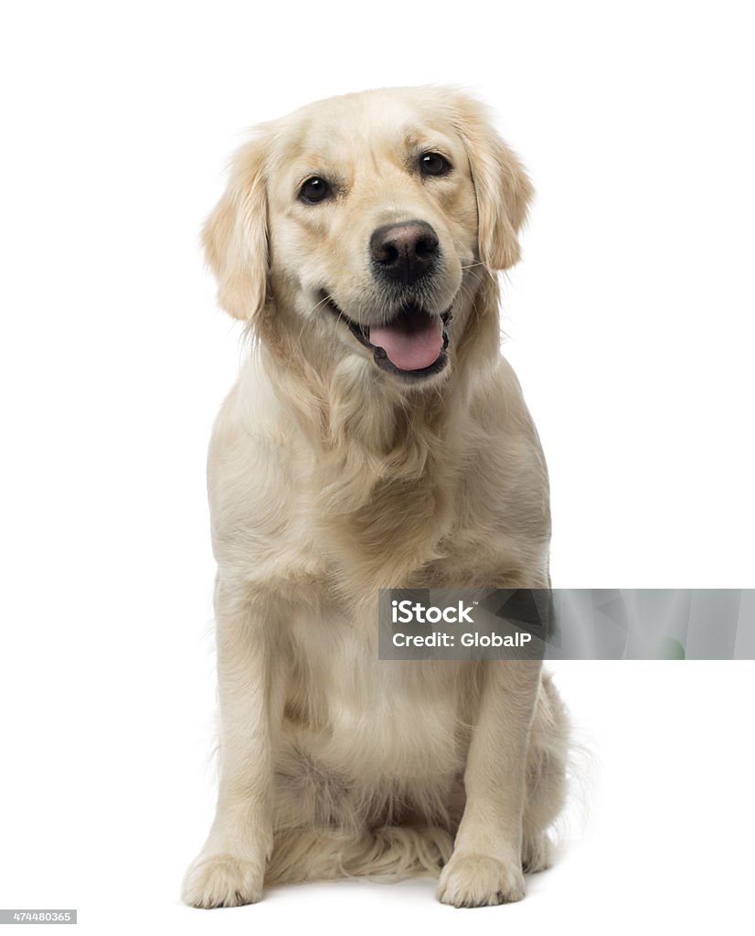 Golden Retriever sesión, jadear, 18 meses de antigüedad, aislado - Foto de stock de Animal libre de derechos