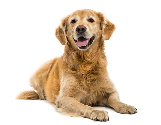 istock Golden Retriever lying, panting, 11  years old, isolated 474480385