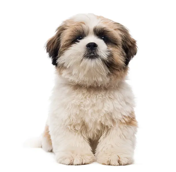 Front view of a Shih Tzu puppy lying, looking at the camera, 5 months old, isolated on white