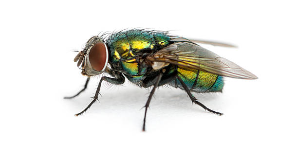 istock Side view of a Common green bottle fly, Phaenicia sericata 474480453