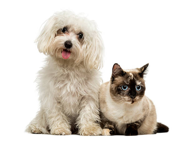 istock Maltese panting and Birman cat, isolated on white 474480471