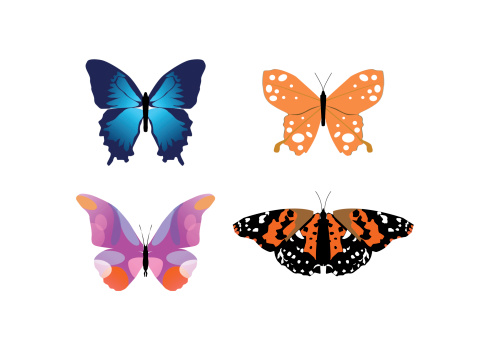 Four colorful butterflies isolated on a white background